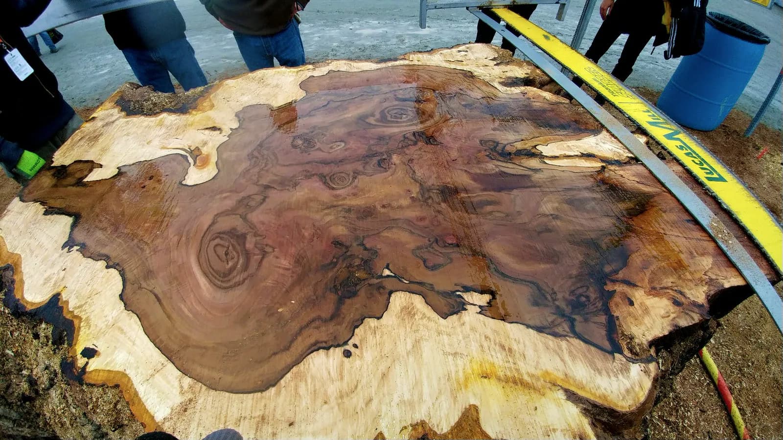 Top view of a wet burl slab just off a Lucas Mill